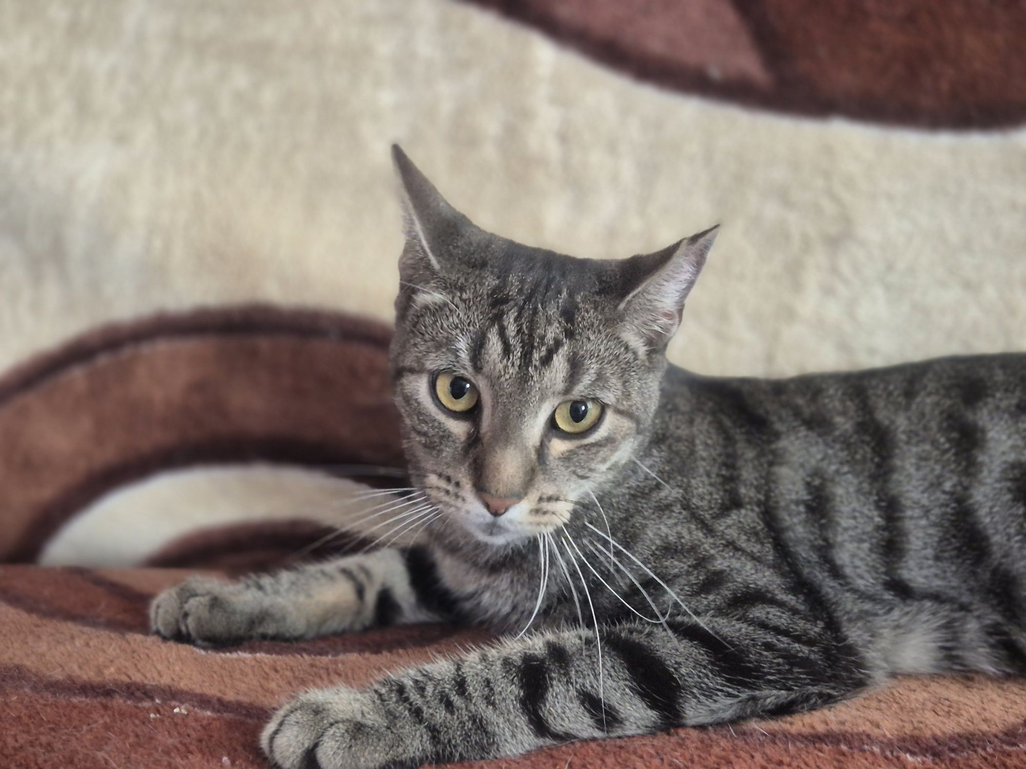 Ubiegłoroczny kocurek Fifek do pilnej adopcji.