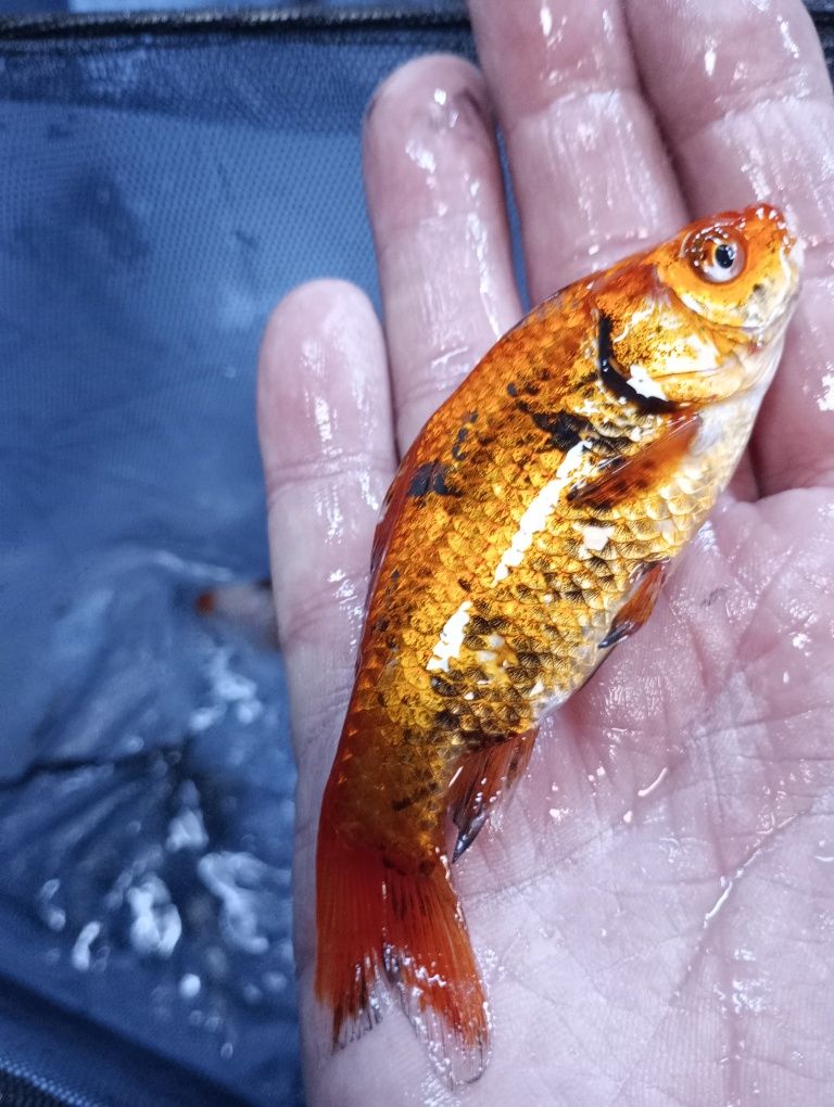 Karaś Koi -Ryby stawowe