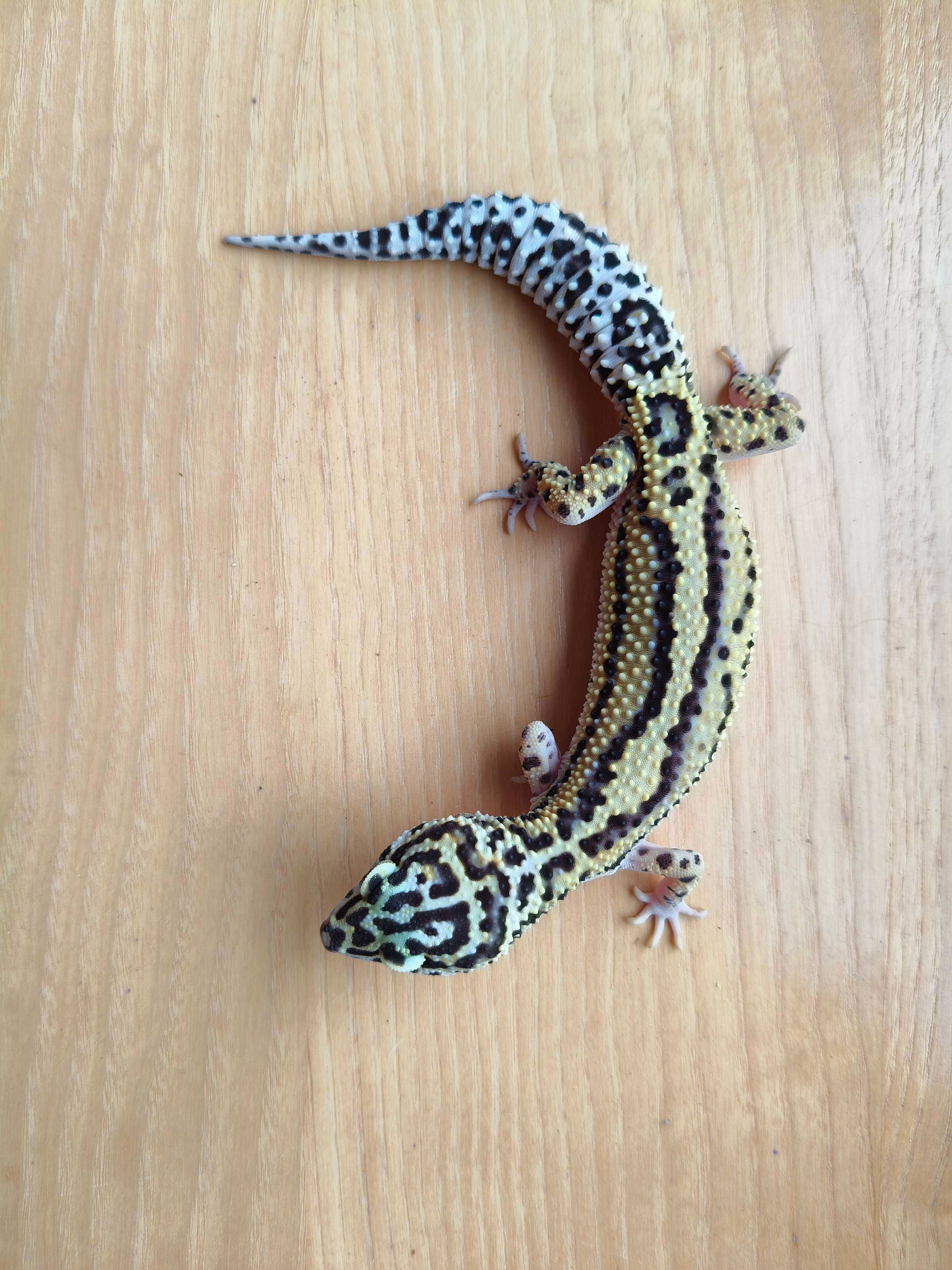 Gekon Lamparci [Mack Snow Stripe]