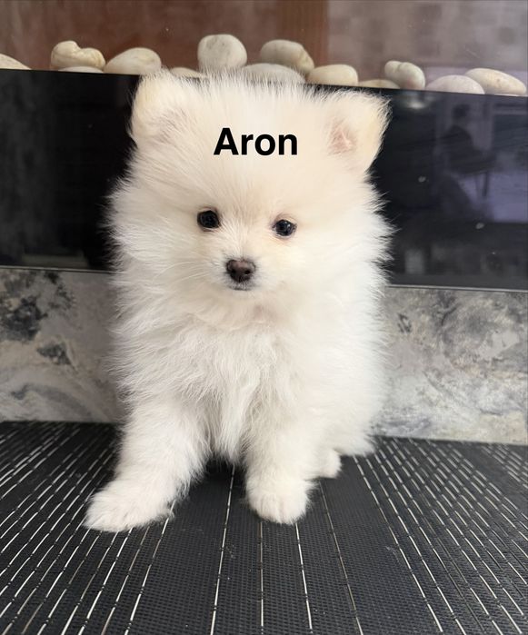 Szpic miniaturowy piesek