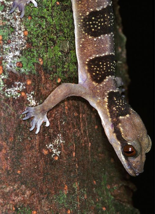 Hemidactylus fasciatus gekon paskowany