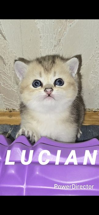 Британские Котята Золотой Шиншиллы