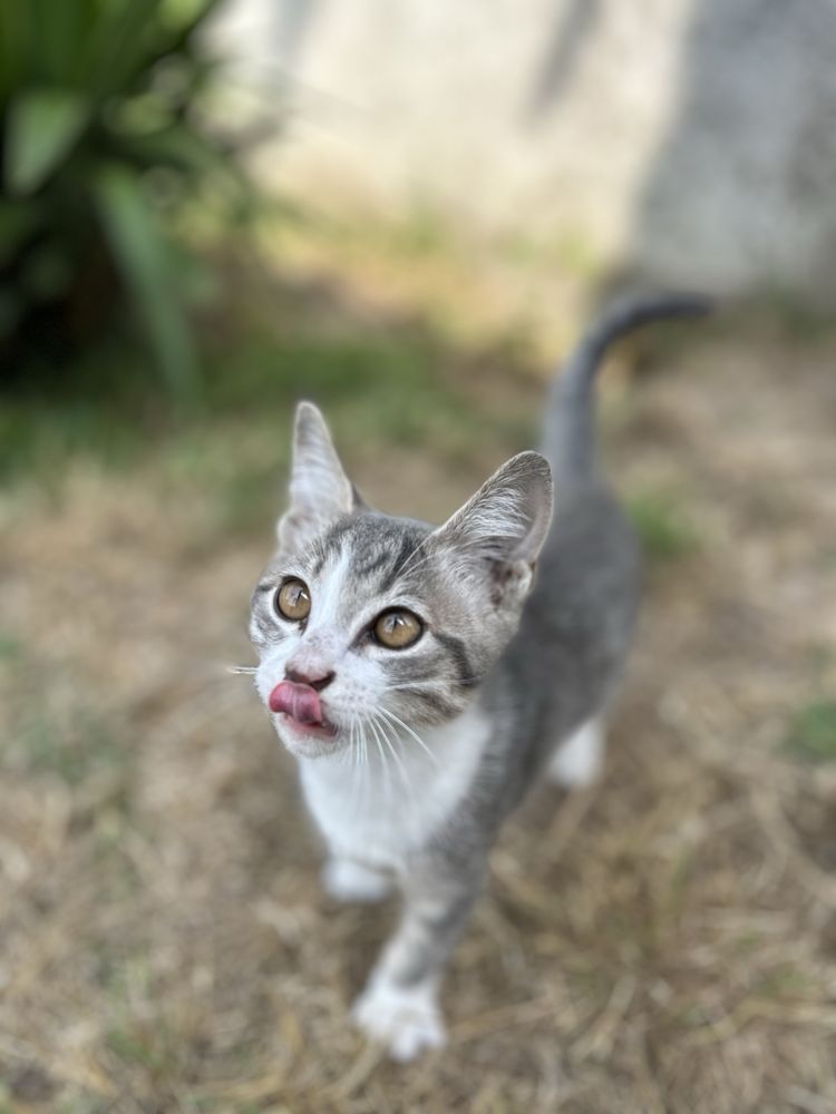 Gatinho para adoção