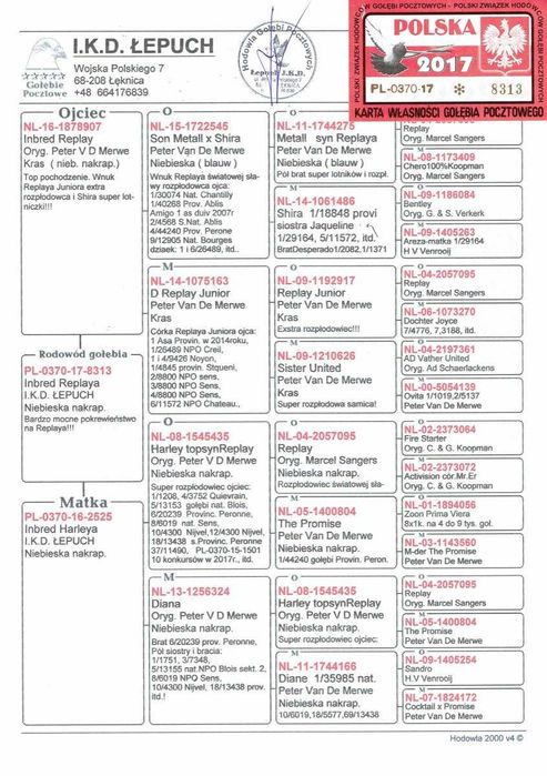 Gołębie Pocztowe - I.K.D. łepuch