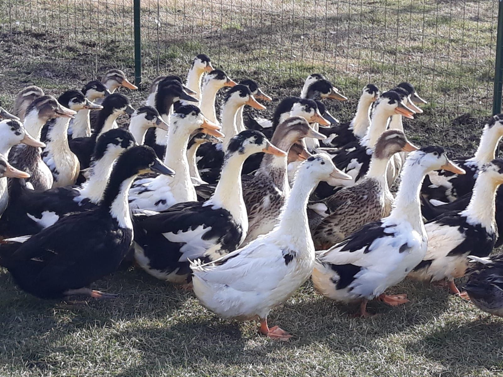 Kaczki, kaczka, tuszki