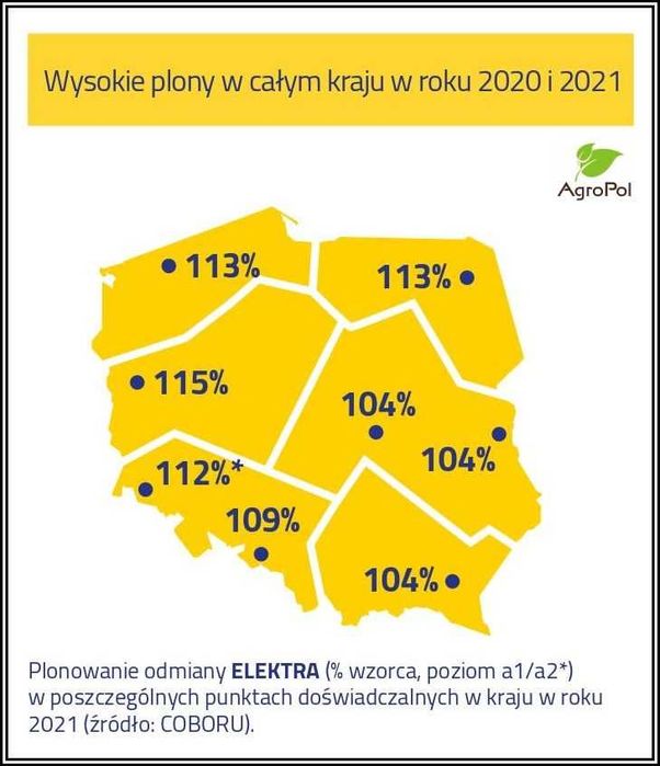 Pszenica Oścista FENOMEN -Najbardziej Doceniana Ostka Nasiona Pszenicy