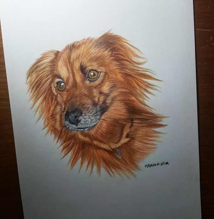 Retratos de animais