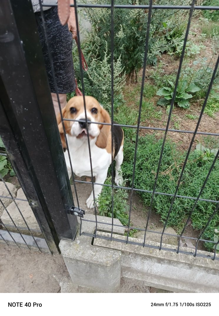 Beagle Beagle suka