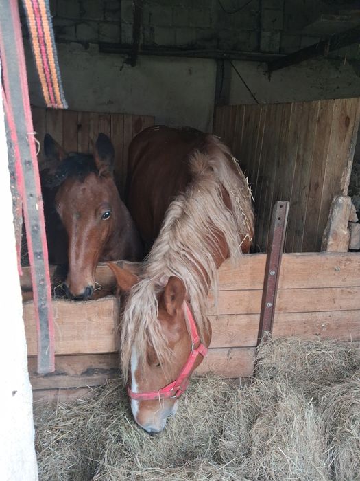 Sprzedam Klacz z źrebakiem