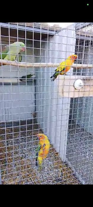 Casal Aratingas sol 2025 não consanguíneos