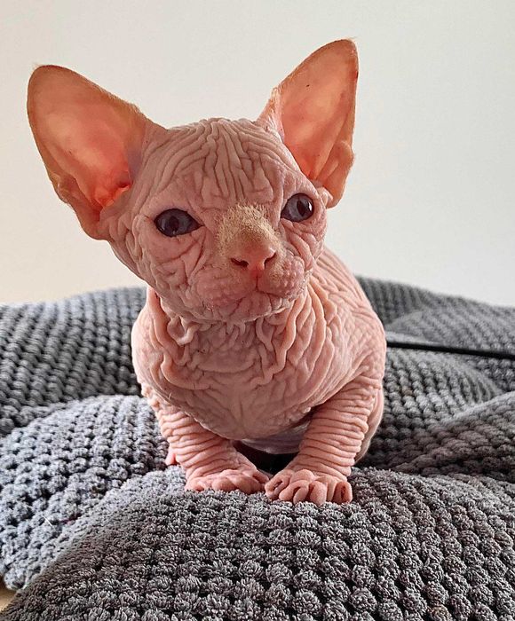 Шкіряний хлопчик. Топ ексклюзив.