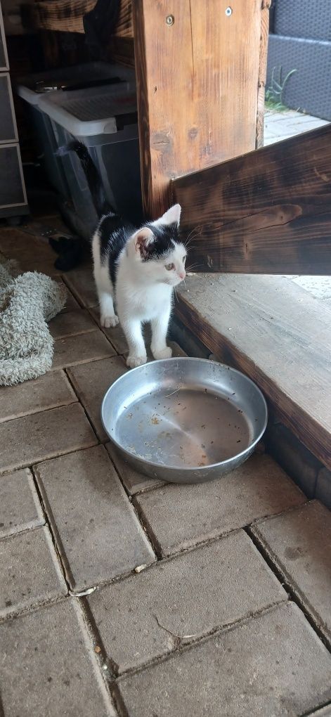 Oddam za darmo dwa kociaki