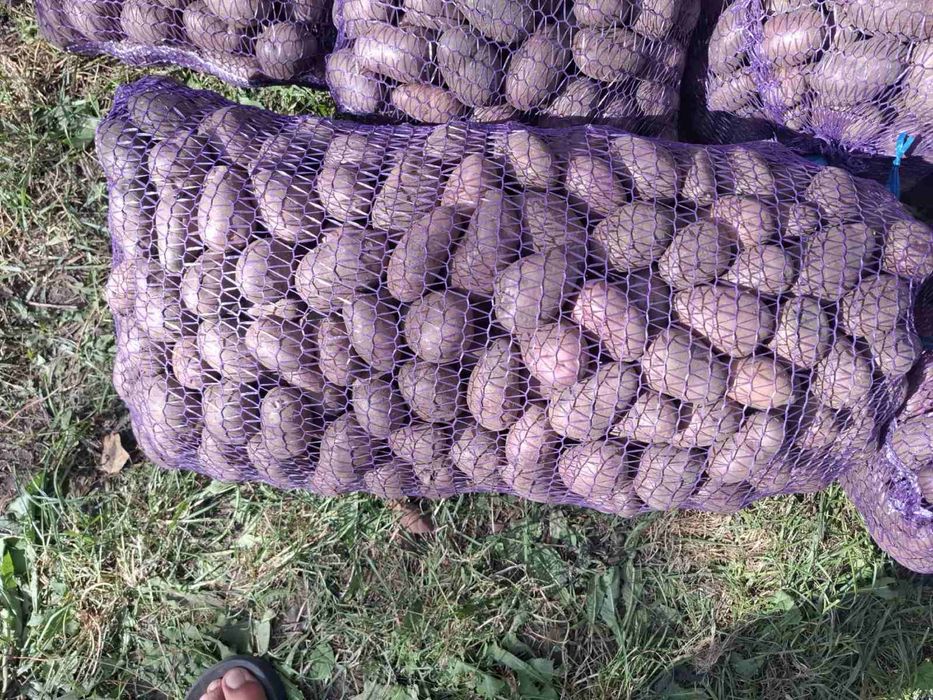 Продам картошку разных сортов