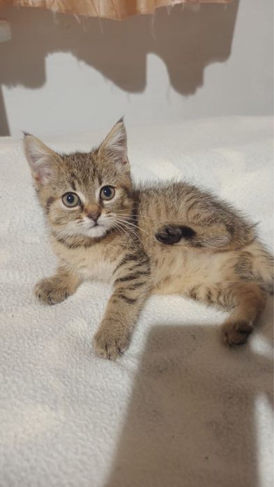 Кошеня (дівчинка)