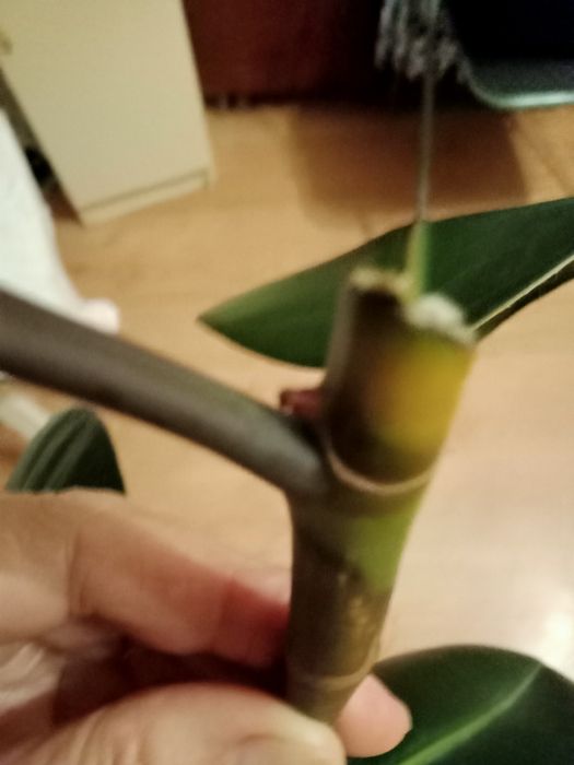 Фикус каучуковый высота цветка без горшка 80 см