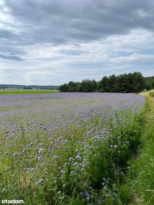 Działka z warunkami zabudowy 2039m2