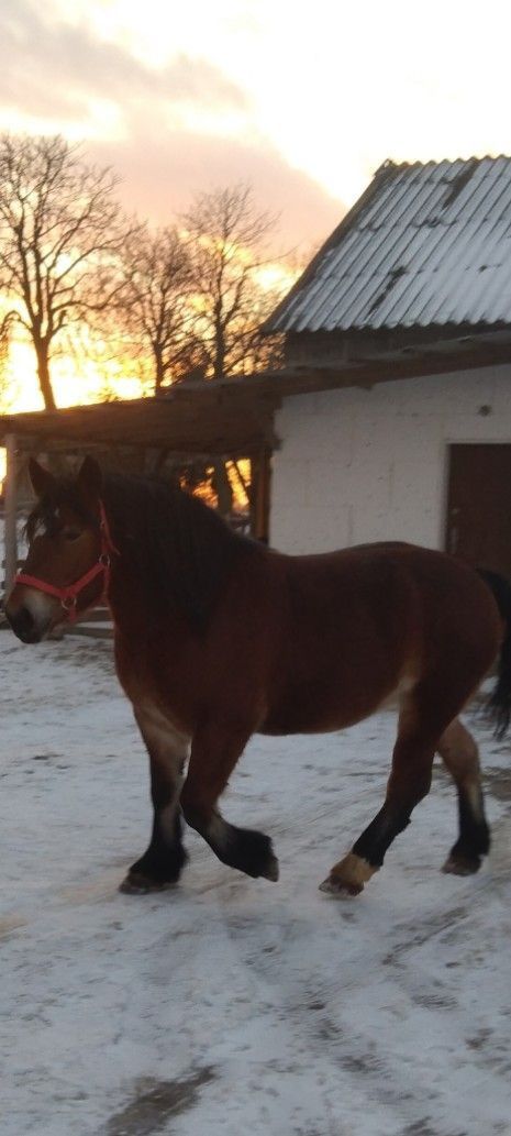 Sprzedam trzyletnią klacz zimnokrwistą