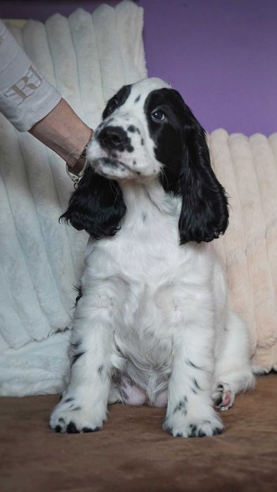 Kleo: Suczka Szczeniak Cocker Spaniel Angielski - Tricity Rogues (FCI)