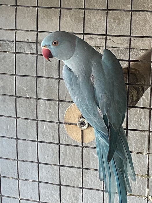 Sprzedam samice kanarka