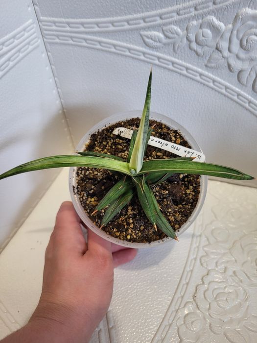 Sansevieria сансевієрія сансевиерия silver clone 1970