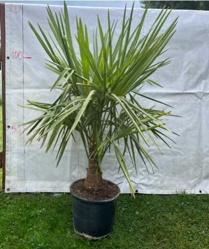 Trachycarpus fortunei