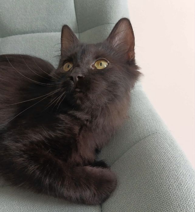 Кошеня, котеня, киця, кішка, кицюня, кошенята, кітка, кошка