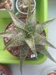 Aloe somaliensis