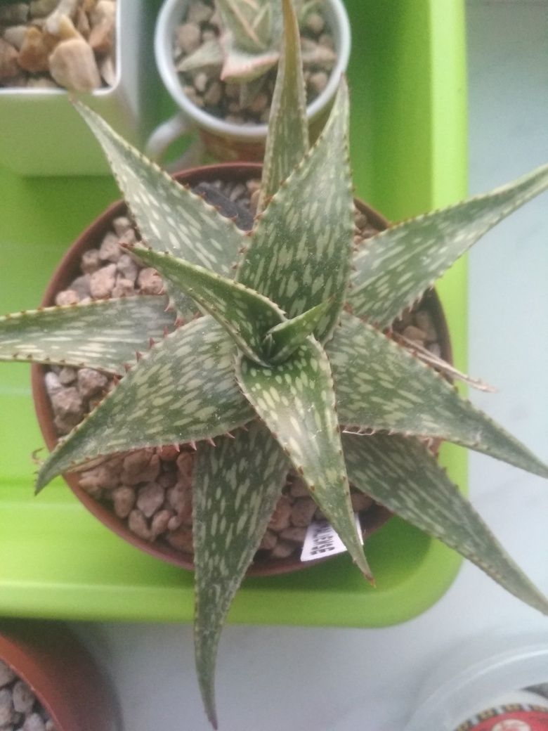 Aloe somaliensis