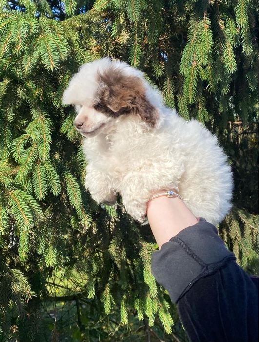 Pudel sunia toy/miniaturowa