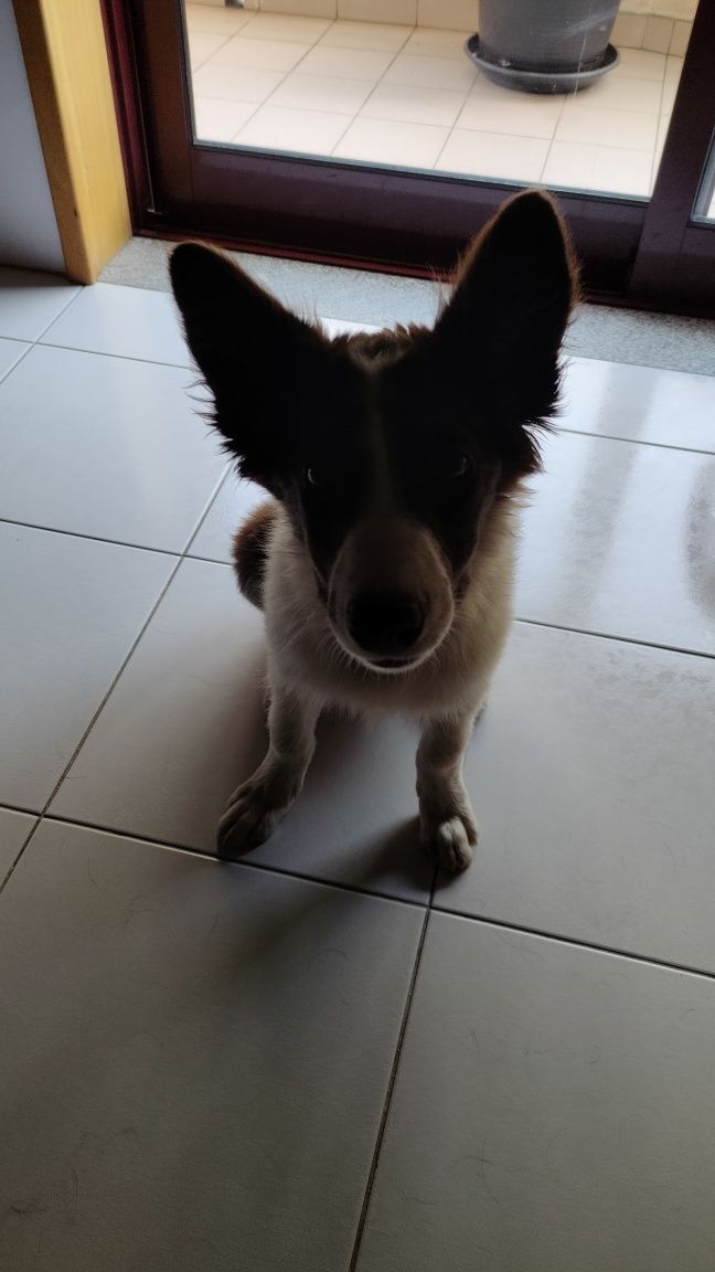 Vendo cadelinha Border Collie