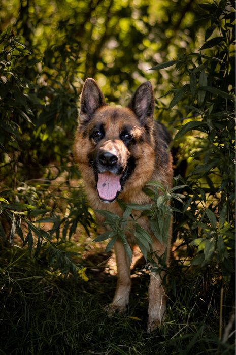 Uzi - skrzywdzony pies, który czeka na lepsze jutro