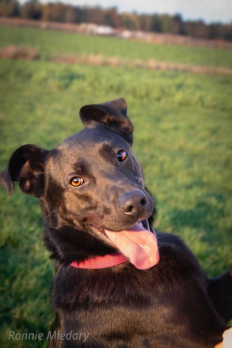 Ronnie - piękny duży pies ADOPCJA