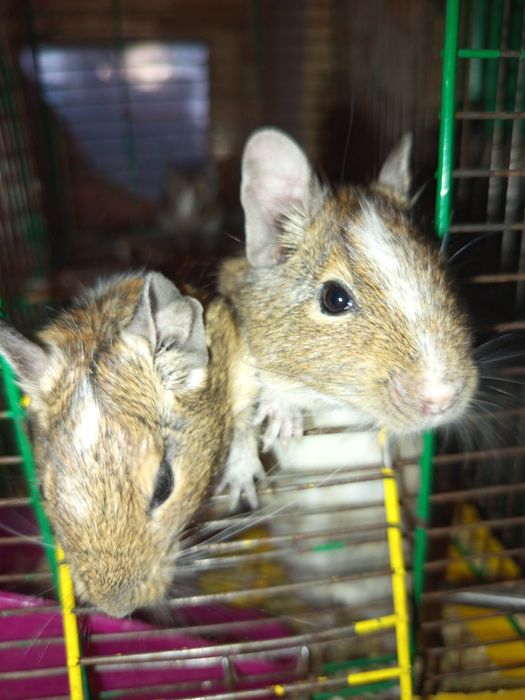 Веселые дегусята