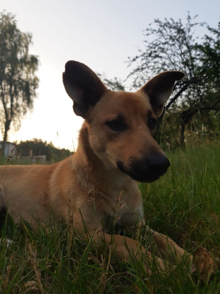 PILINIE samotny piesek szuka miłości