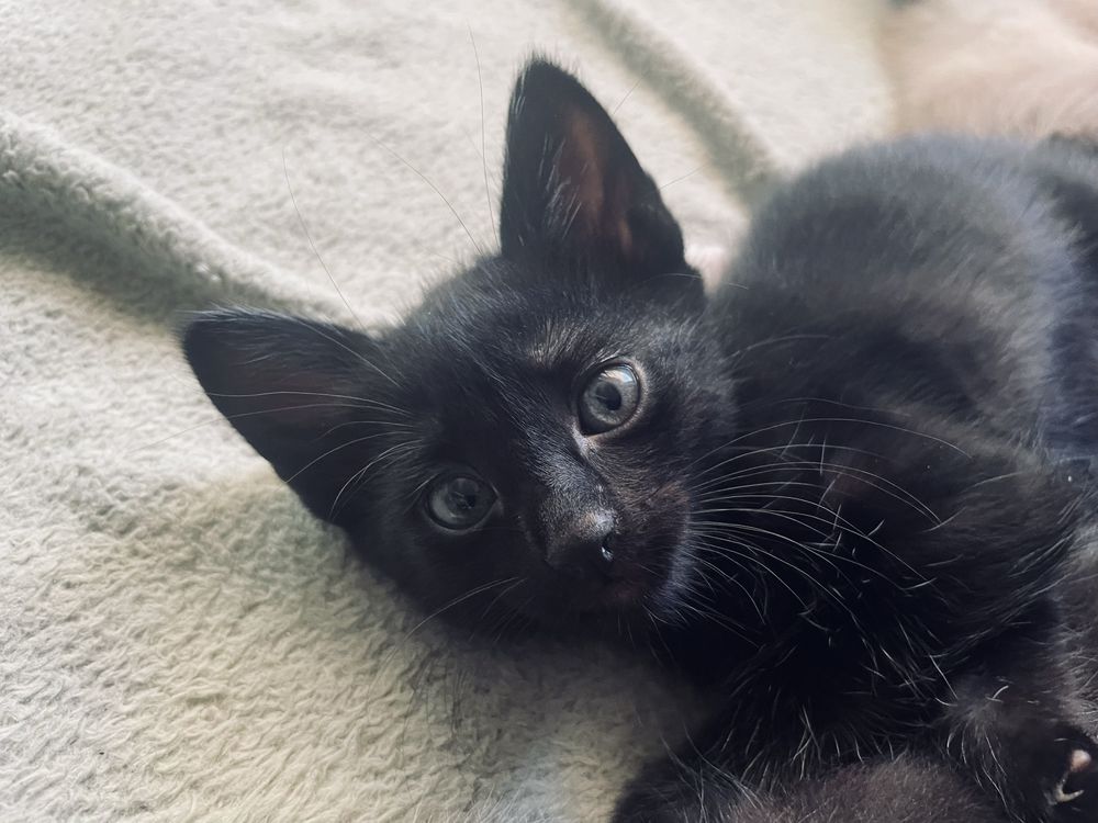 Gatinhos para adopção