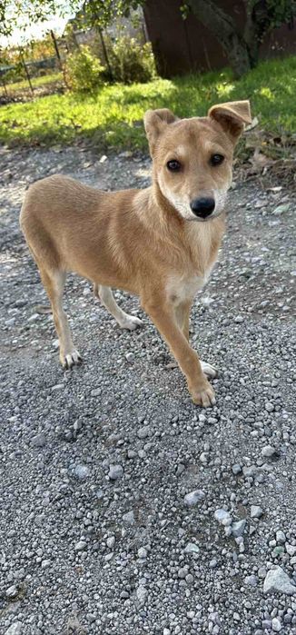 Щенок активный бесплатно. Собака даром. Пёс. Щенки.