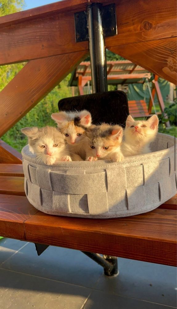 Кошенята у добрі руки