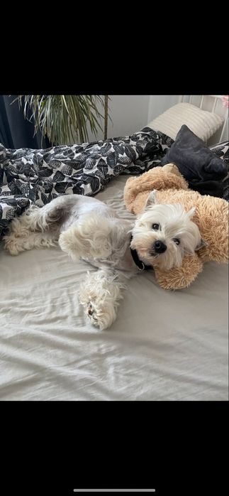 West highland white terrier szczeniaki