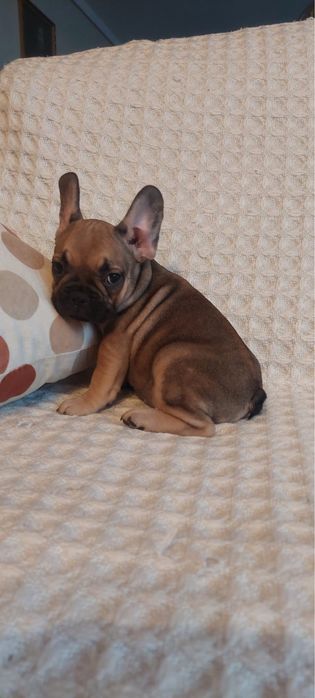 Szczeniak, buldog francuski, sable, suczka