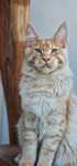 Maine coon kocurek