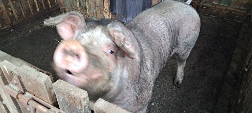 Продам кнура породи дюрок