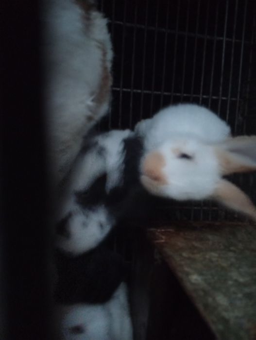 Coelhos raça borboleta