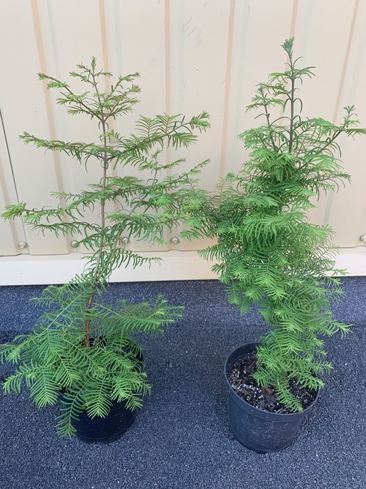 Сосна банкса,ялина голуба,ялиця бальзамічна,туя,хвойні рослини