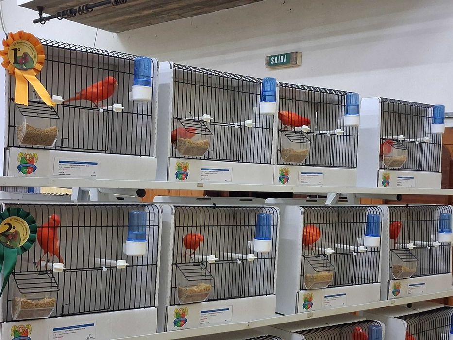 Canários vermelhos, brancos e Arlequins, algumas aves de exposição.