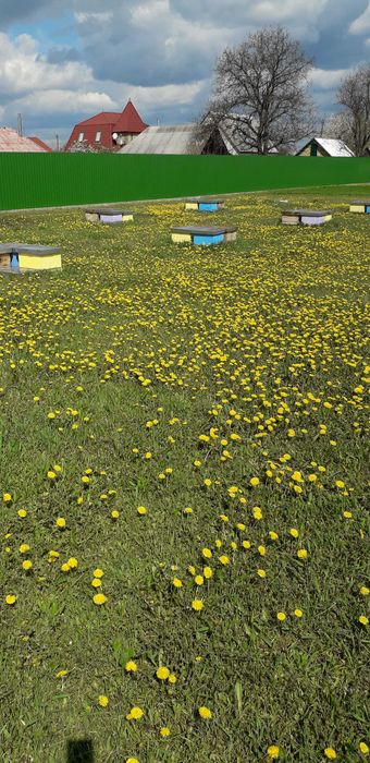 Продається пасіка! Бджоли! Карніка! Бджолопакети!