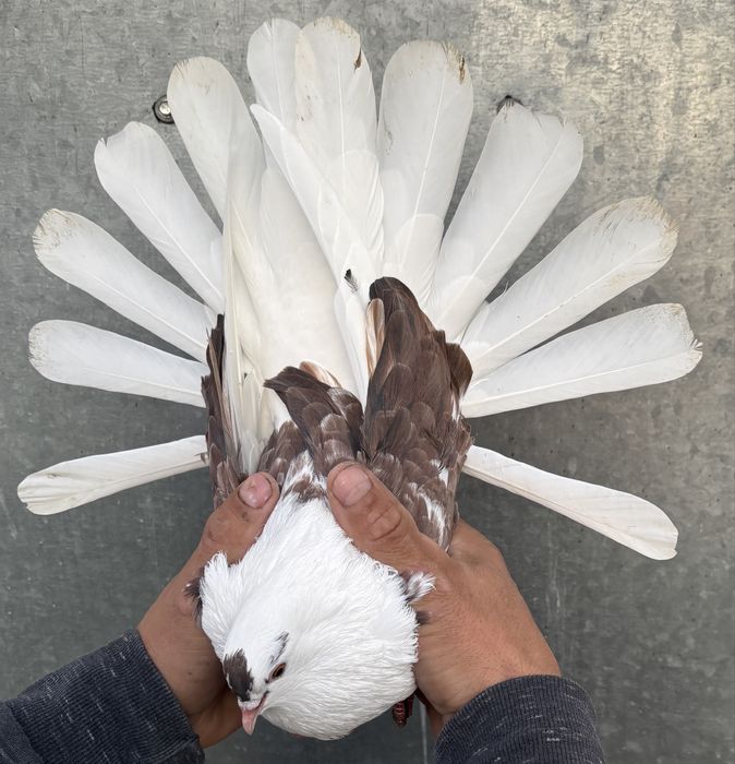 Sprzedam orliki szariki