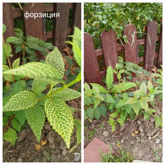 Продам   керрию,котовник,кариоптерис,молочай ,очиток