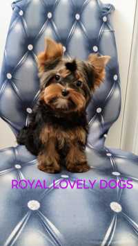 York Yorkshire terrier