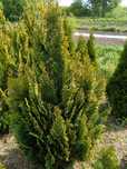 Cyprys verigatum