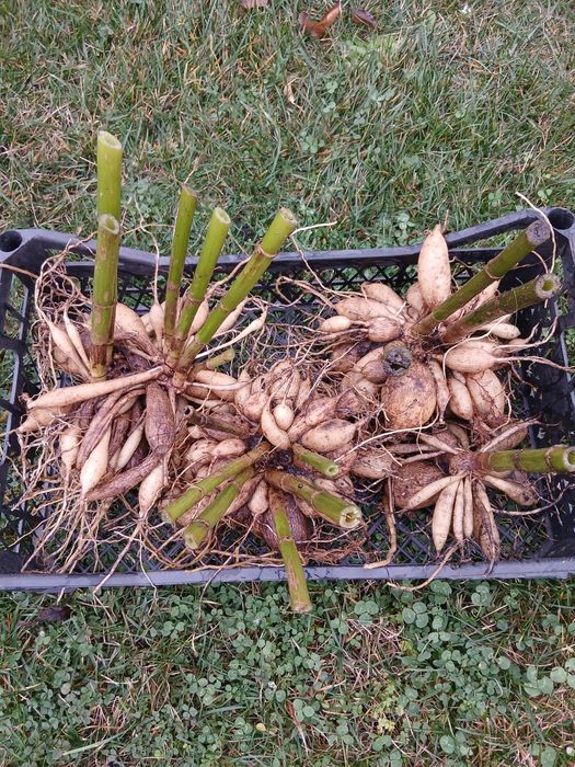 Жоржини /георгіни/ бульби